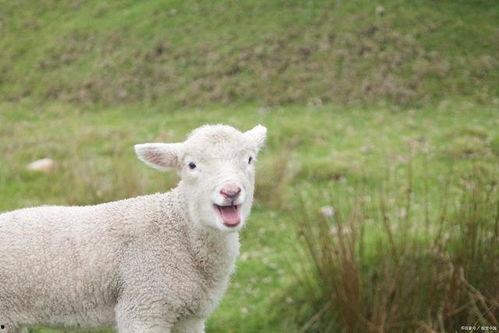 娱乐吃瓜外婆养大的羊羊视频,娱乐吃瓜界的暖心萌宠