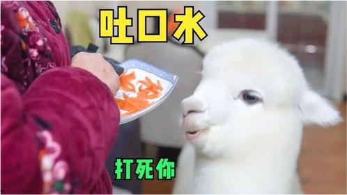 娱乐吃瓜外婆养大的羊羊视频,娱乐吃瓜界的暖心萌宠